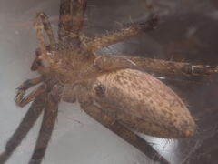 Heteropoda ocyalina