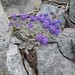 Dwarf Lupine - Photo (c) John Brew, some rights reserved (CC BY), uploaded by John Brew