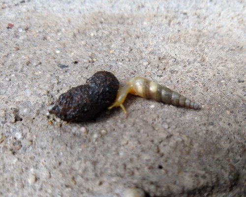 Striated Awl Snail