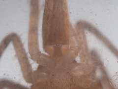 Heteropoda ocyalina