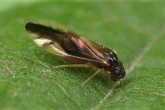 Caecilius fuscopterus