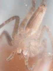 Heteropoda ocyalina