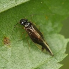 Caecilius fuscopterus