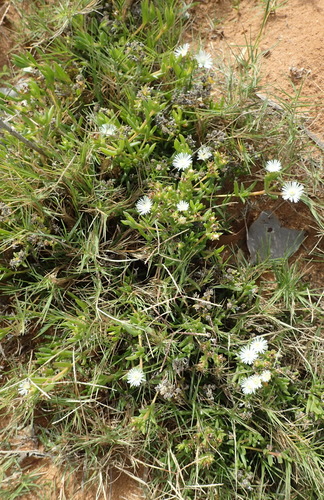 Image of Delosperma inconspicuum by (c) Nicola van Berkel, some rights reserved (CC BY-SA)