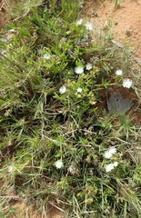 Delosperma inconspicuum
