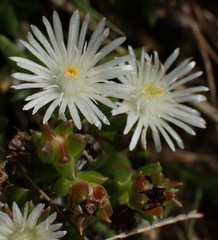 Delosperma inconspicuum