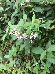 Koenigia campanulata