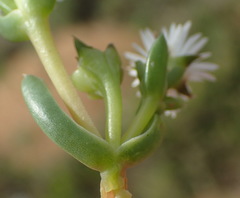 Delosperma inconspicuum