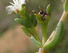 Delosperma inconspicuum