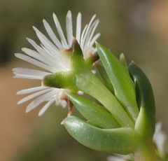Delosperma inconspicuum