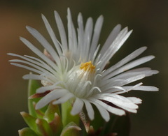 Delosperma inconspicuum