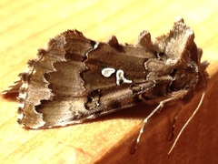 Autographa corusca