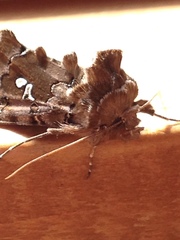 Autographa corusca
