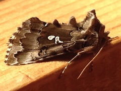 Autographa corusca