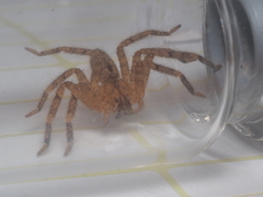 Heteropoda javana