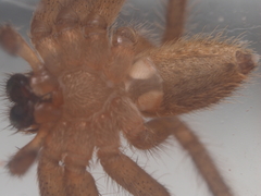 Heteropoda javana