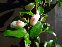Camellia lutchuensis