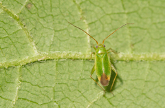 Orthotylus ericetorum