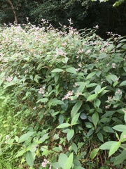 Koenigia campanulata