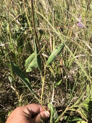 Echinacea angustifolia