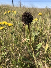 Echinacea angustifolia