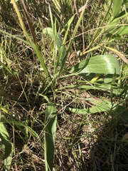 Echinacea angustifolia