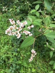 Koenigia campanulata