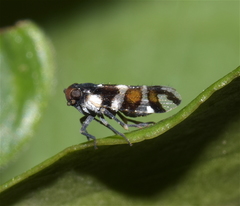Pachyntheisa concinna