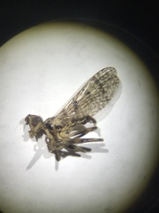 Boreothrinax maculipennis