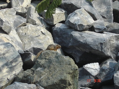 Notocitellus annulatus