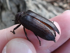 Sandalus niger