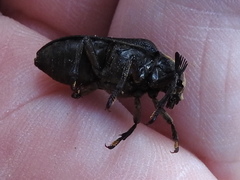 Sandalus niger