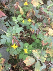 Chelidonium majus