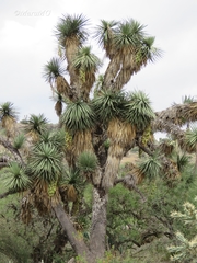 Yucca decipiens