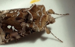 Autographa corusca