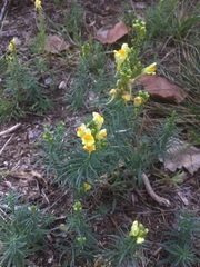 Linaria vulgaris