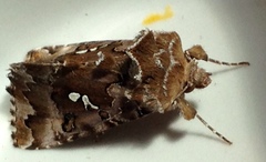 Autographa corusca