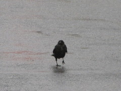 Corvus brachyrhynchos caurinus