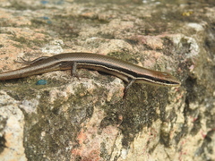 Marisora brachypoda