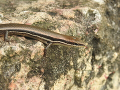Marisora brachypoda