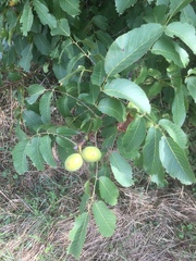 Juglans regia