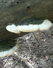 Trametes meyenii