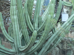 Cactaceae