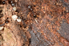 Aphaenogaster picea