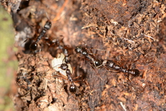 Aphaenogaster picea