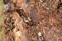 Aphaenogaster picea