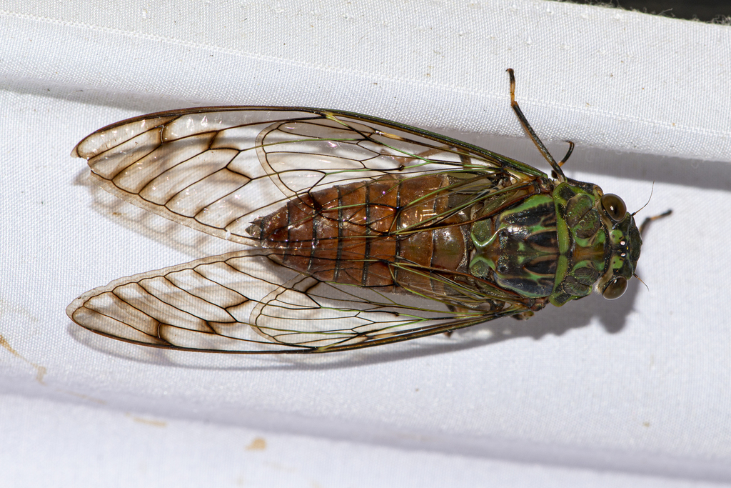 Trombonia cinctimana