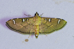 Cotachena