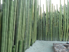 Lophocereus marginatus