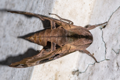 Morwennius decoratus